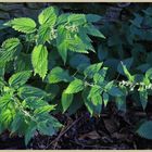 white dead nettle 16 at bay bridge