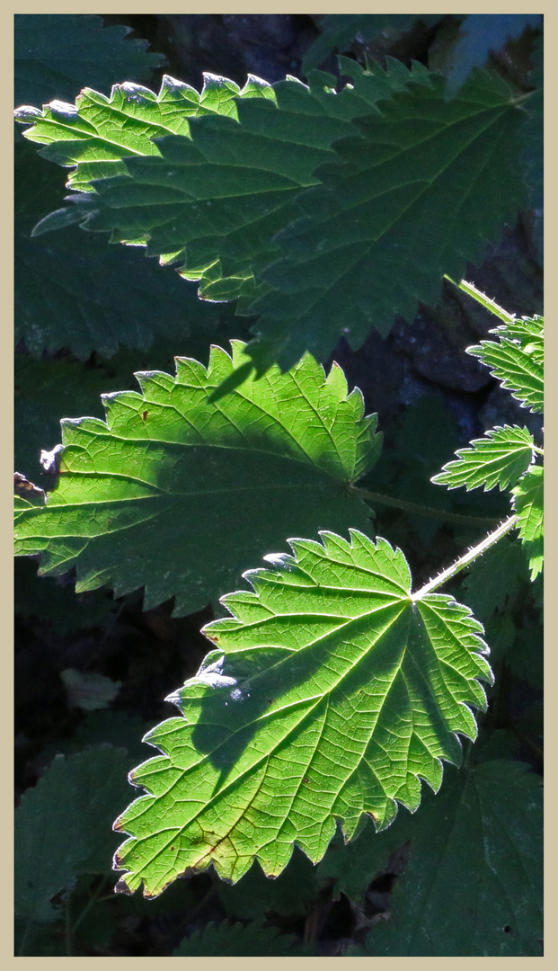 white dead nettle 6 at bay bridge