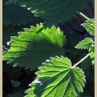 white dead nettle 6 at bay bridge