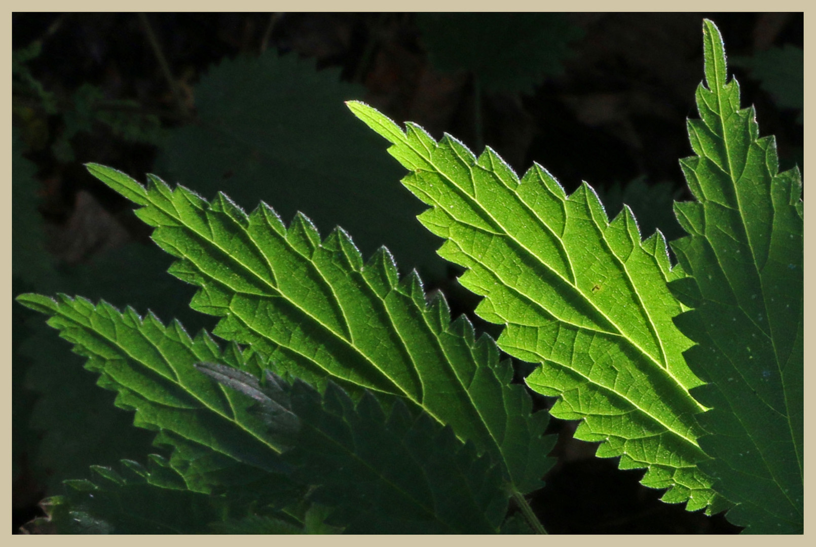 white dead nettle leaves 2 at baybridge