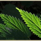 white dead nettle leaves 2b at baybridge