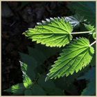 white dead nettle leaves at baybridge Northumberland