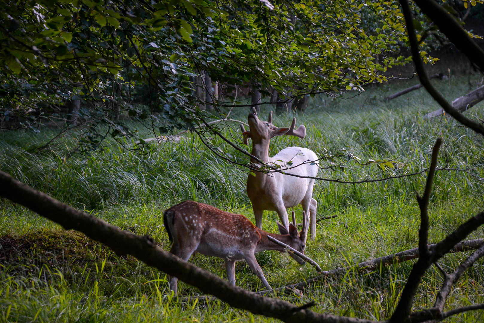 White Deer in Kiel