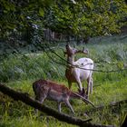 White Deer in Kiel