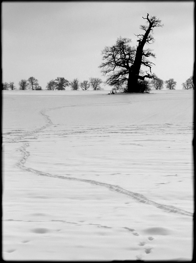 White Desert II