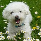 white dog and white flowers