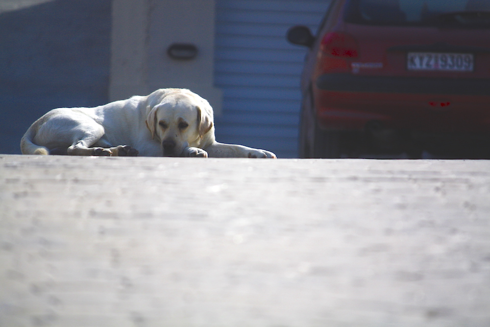 white dog