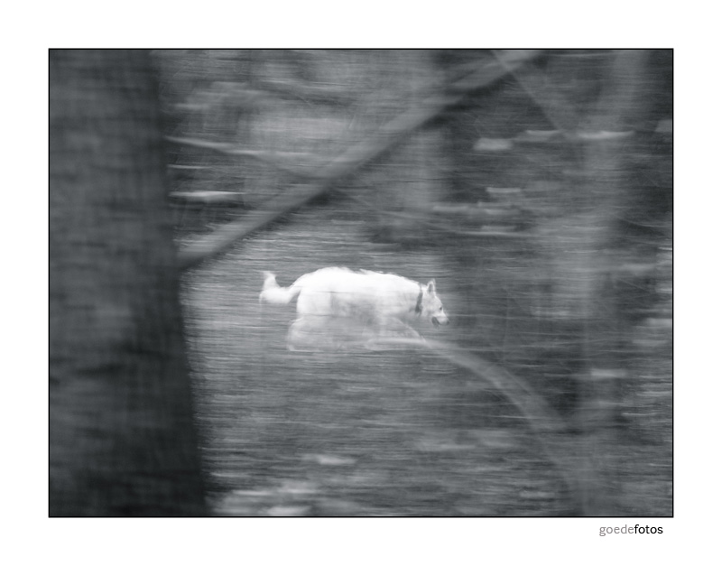 white dog in motion