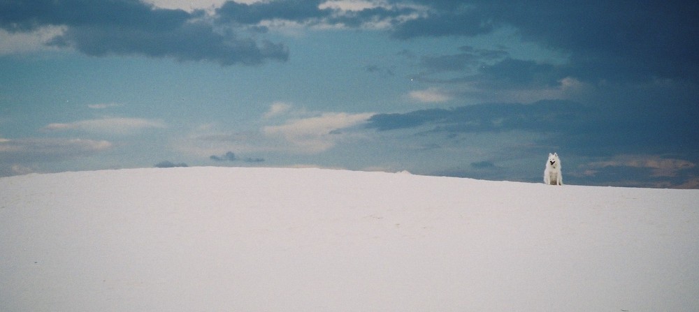 White dog in White Sands