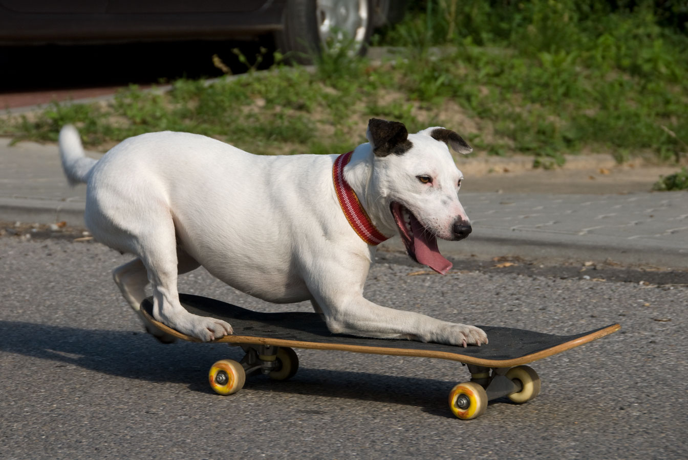 White Dog on the skateboard