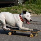 White Dog on the skateboard