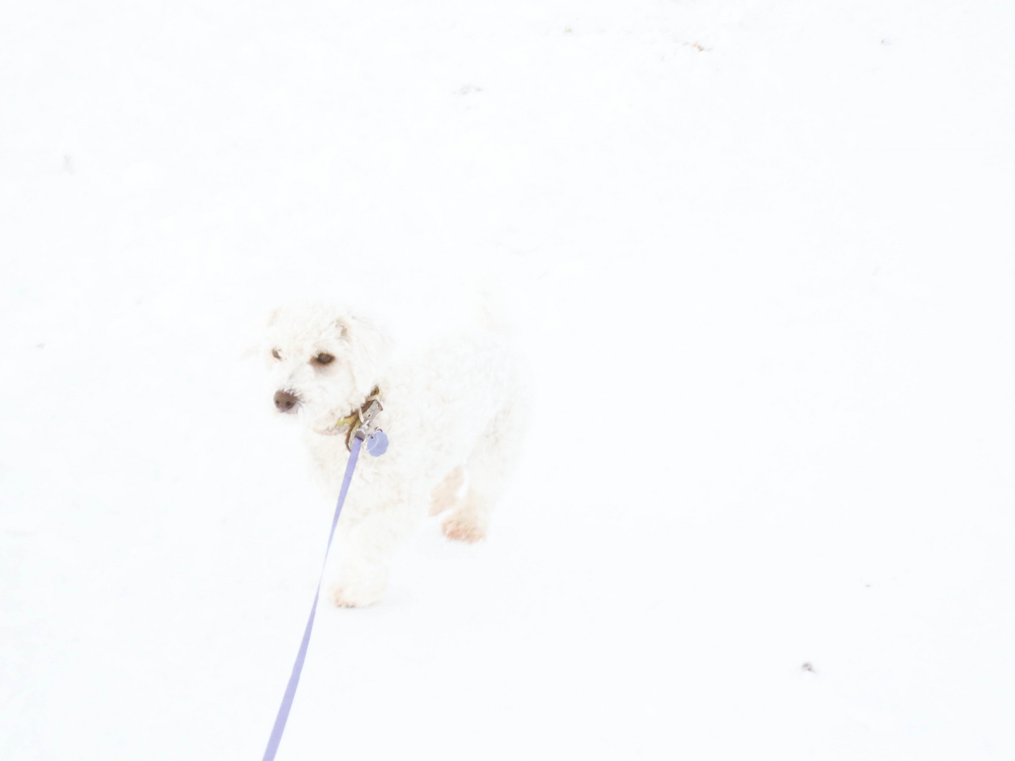 White Dog & Snow