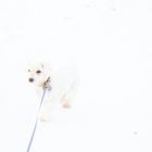 White Dog & Snow