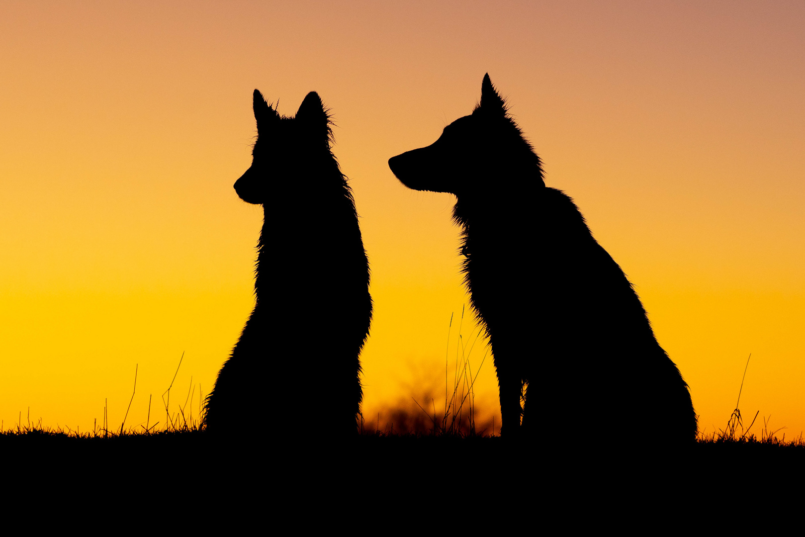 White Dogs at Sunset