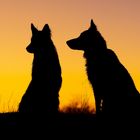 White Dogs at Sunset