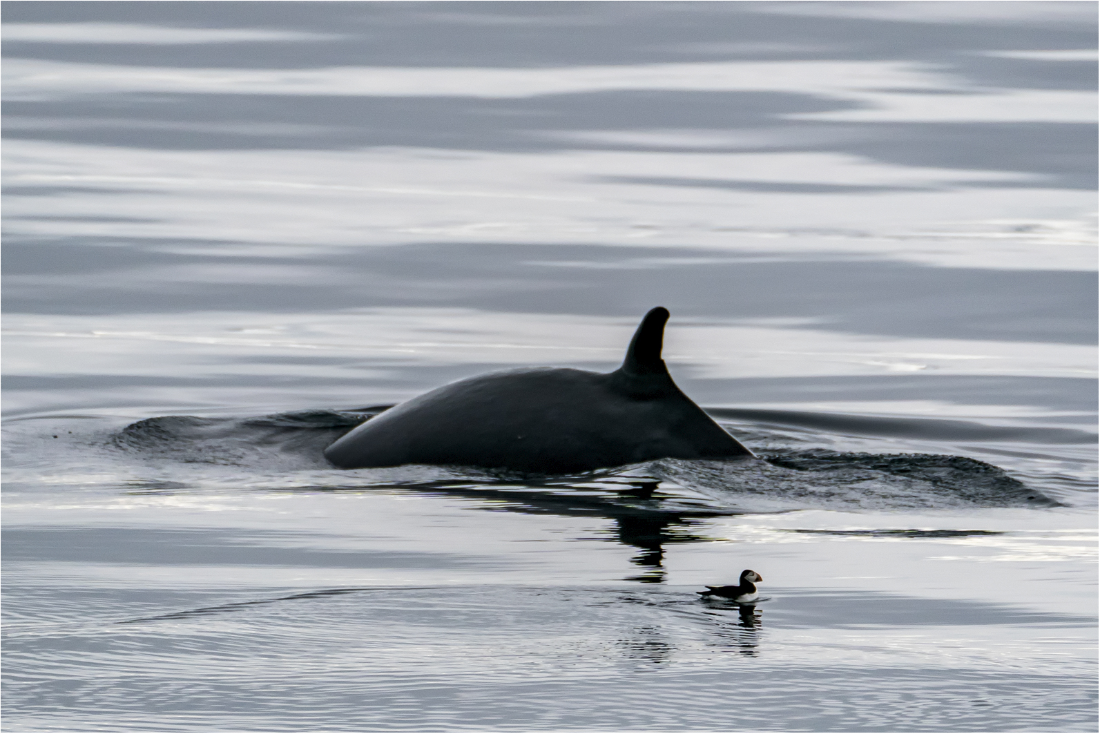 White dolphin meets puffin..