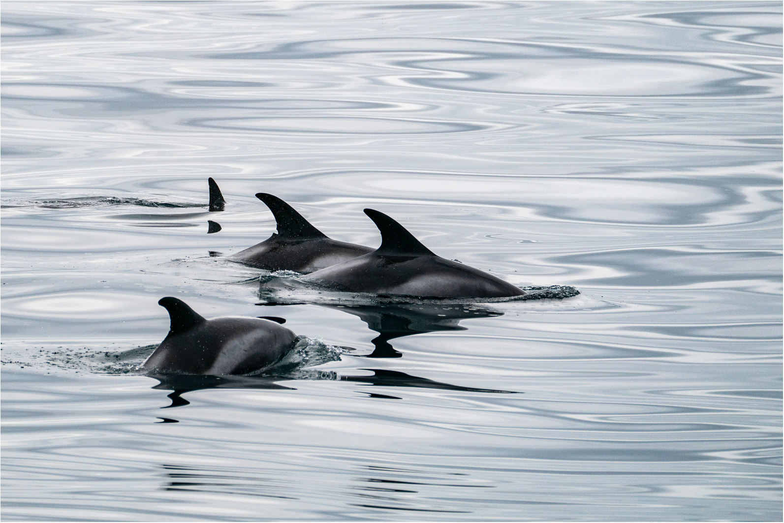 White dolphins..