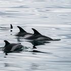 White dolphins..