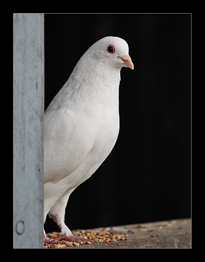 ~ White Dove #2 ~