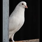 ~ White Dove #2 ~