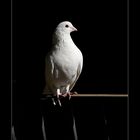 ~ White Dove ~