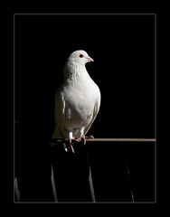 ~ White Dove ~