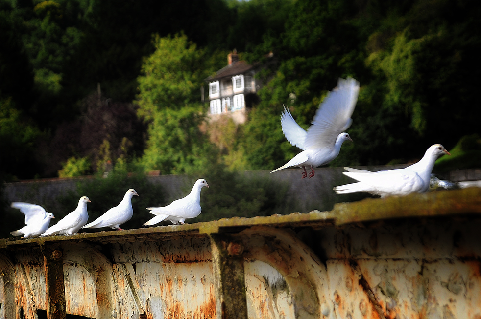 White doves (Wye Valley - bridge at Tintern)