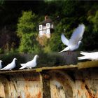 White doves (Wye Valley - bridge at Tintern)