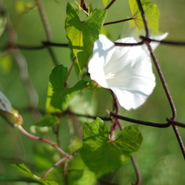 White Dream von T. Kohler 