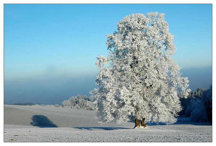 "white dream"