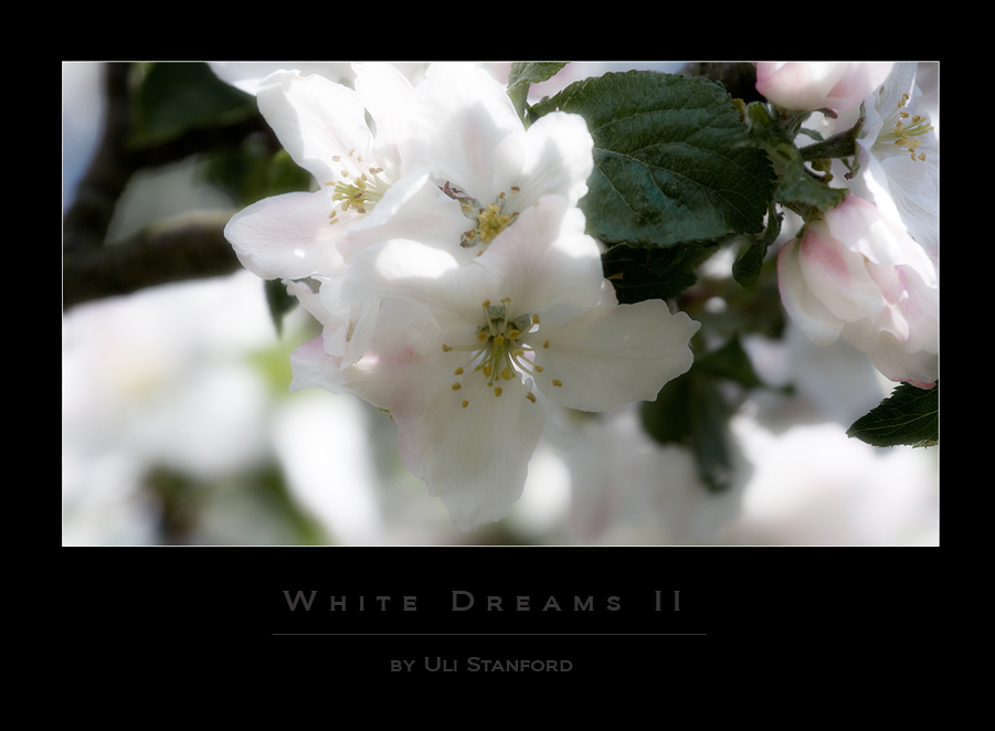 White Dreams II