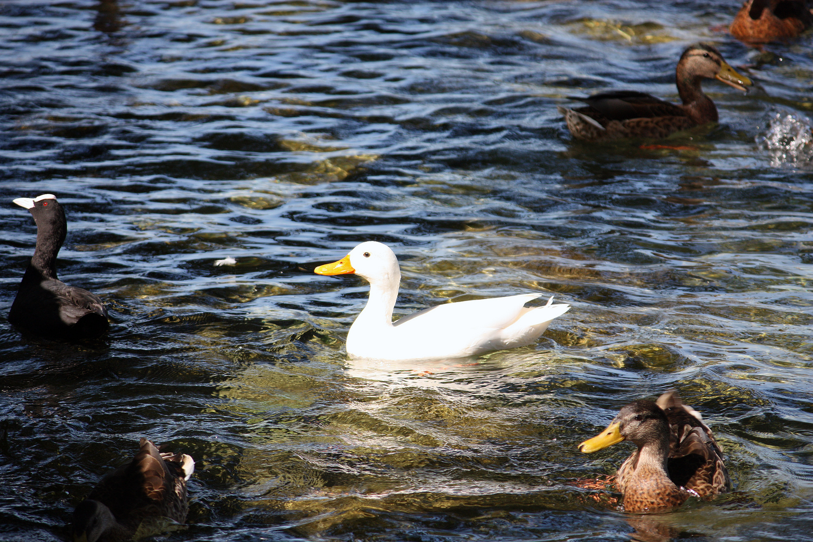 White Duck