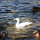 White Duck