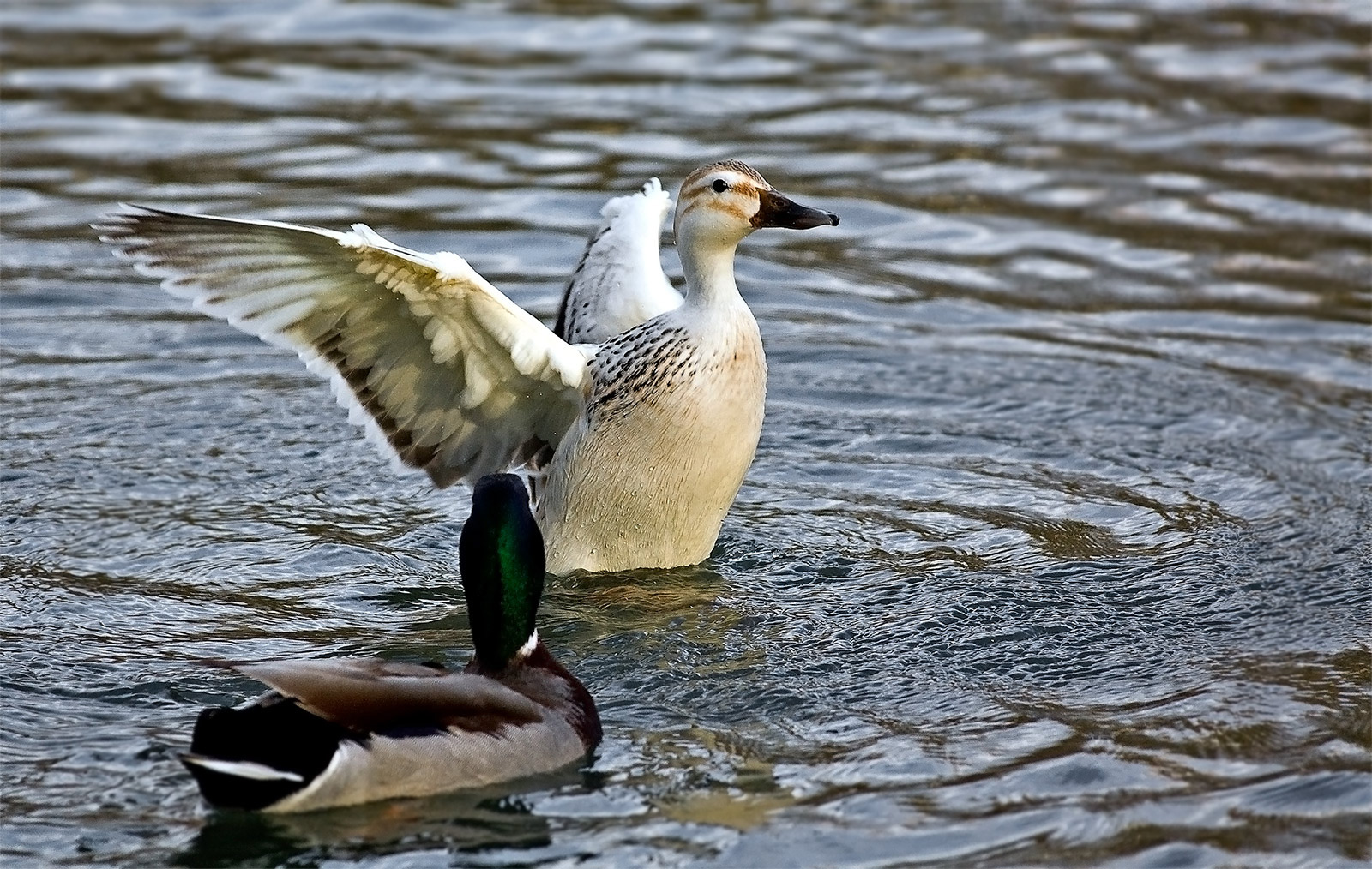 white duck