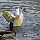 white duck