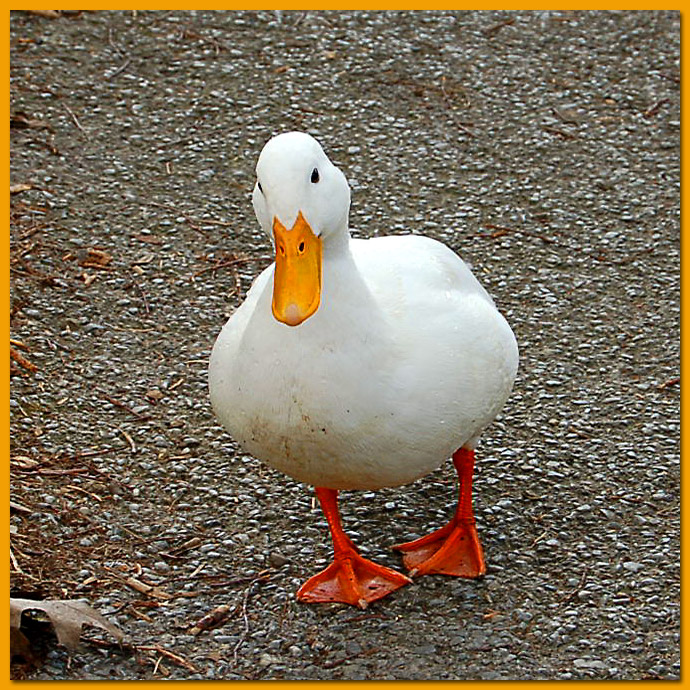 White Duck