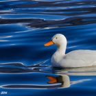 White duck