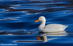 White duck