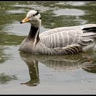 White Duck