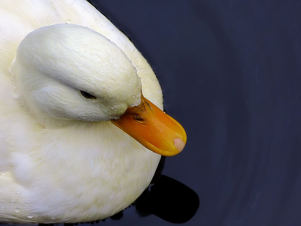 White duck with yellow beak photo & image animals, wildlife, birds