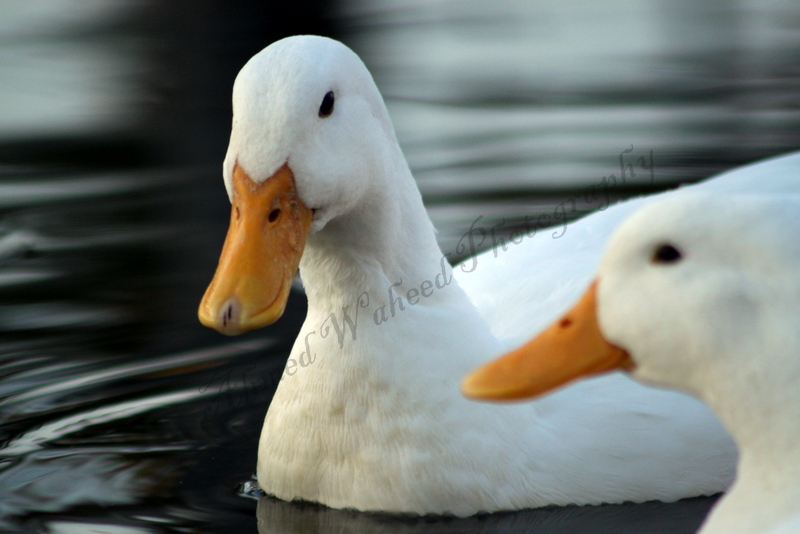 white ducks