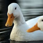 white ducks