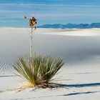 White Dunes