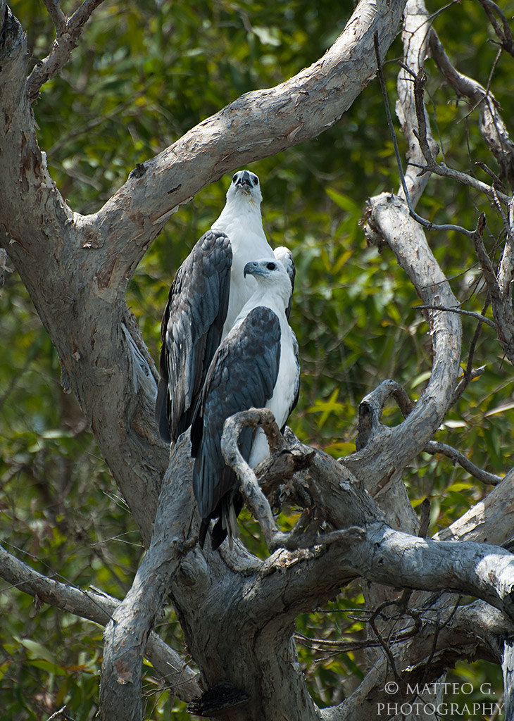 White Eagles