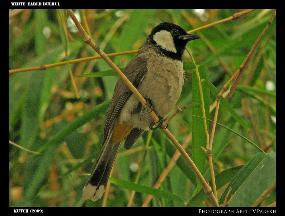 White Eared Bulbul