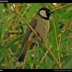 White Eared Bulbul