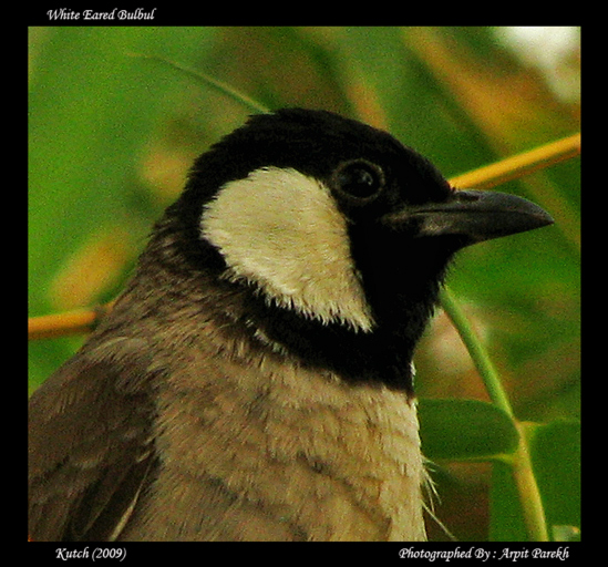 White-Eared Bulbul Portrait...