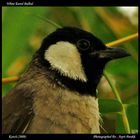 White-Eared Bulbul Portrait...