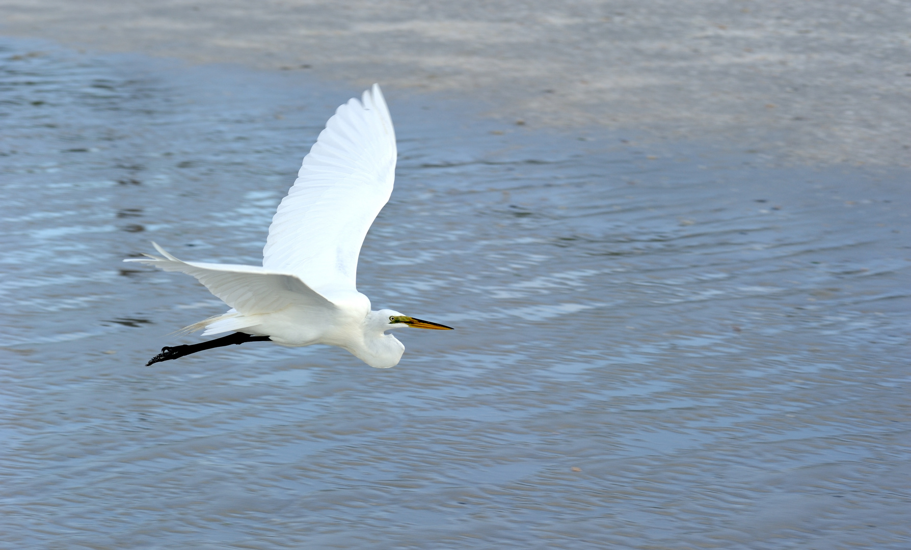White Egret, Florida Sanibel-Island