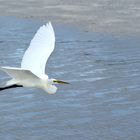 White Egret, Florida Sanibel-Island